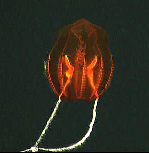 A new species of ctenophore? Image: (c) 2006 MBARI