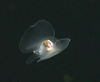  Pteropods, or sea butterflies, are distant relatives of garden snails. Some even have shells inside their bodies. Although scientists have classified some pteropods using their shells, the live animals are very fragile and difficult to study. High-definition video cameras such as those on ROV Tiburon allow scientists to study these animals alive and in their native habitat. Image: (c) 2006 MBARI