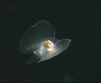 Pteropods, or sea butterflies, are distant relatives of garden snails. Some even have shells inside their bodies. Although scientists have classified some pteropods using their shells, the live animals are very fragile and difficult to study. High-definition video cameras such as those on ROV Tiburon allow scientists to study these animals alive and in their native habitat. Image: (c) 2006 MBARI