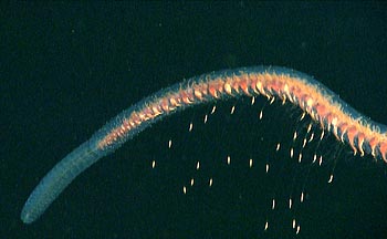 Siphonophores such as this one in the genus Stephanomia are often classified based on differences in tiny body parts that are easily damaged or dislodged during the collection process. The white flecks on this image are attached to fine tentacles that the siphonophore uses to capture prey. Image: (c) 2006 MBARI