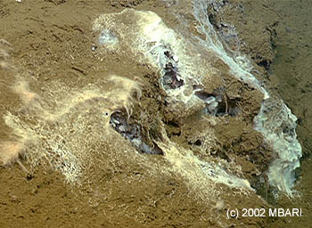 Photo: (c) 2002 MBARI