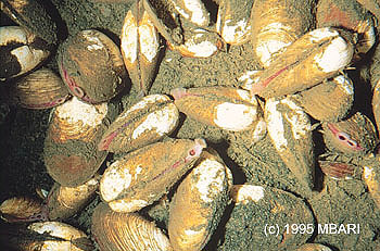 Photo: (c) 1995 MBARI