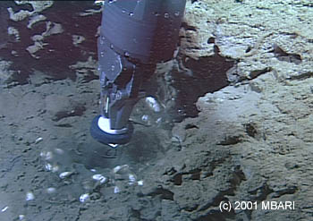 Close-up view showing the manipulator arm of ROV Tiburon pushing a clear plastic core tube into the sediment near a small colony of deep-sea clams in Monterey Canyon. Sediment samples such as this help scientists understand the complex chemistry that helps these chemosynthetic clams survive. Photo: (c) 2001 MBARI