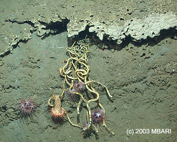 This photograph shows Vestimentiferan tubeworms growing from a small notch in the wall of Monterey Canyon. These chemosynthetic animals live off of hydrogen sulfide in the sediment, which would be toxic to most other animals. Below the tubeworms are several anemones attached to the canyon wall. Photo: (c) 2003 MBARI