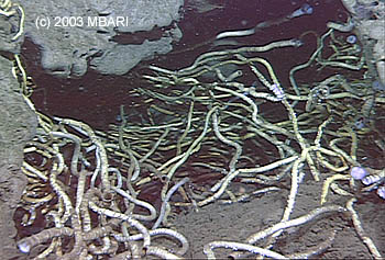 Vestimentiferan worms