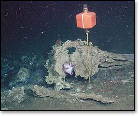 This gray whale carcass is now home for a variety of deep-sea animals. The orange float beside the skull has a homing beacon that allows researchers to find this site again.