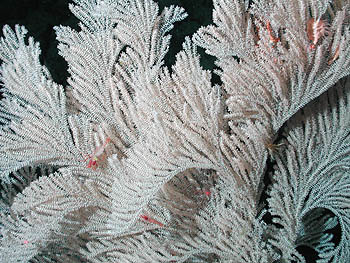 Image credit: Image: (c) 2002 MBARI / NOAA