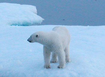polarbear_crop_350