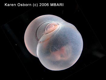 This photograph shows the back of the newly named worm. The concentric ovals are body segments that have been flattened against a single central segment that has ballooned out to form the bulk of the worm's body. Image: Karen Osborn (c) 2006 MBARI