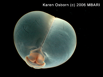 This photograph shows another view of Chaetopterus pugaporcinus, including its mouth parts. Image: Karen Osborn (c) 2006 MBARI