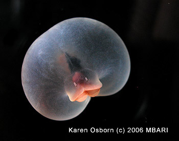 This is a worm? This photograph of the newly named worm shows its mouth, which typically faces downward as the animal drifts about 1,000 meters (3,300 feet) below the ocean surface. Image: Karen Osborn (c) 2006 MBARI