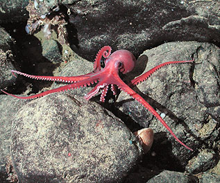 Image credit: Image: (c) 2002 MBARI / NOAA