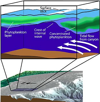  This drawing shows a simplified view of the internal wave that formed just north of Monterey Canyon during the MUSE experiment. Phytoplankton are concentrated on the up-current side of the wave (closest to the canyon), but are relatively sparse directly over the wave crest. Image: (c) 2005 MBARI