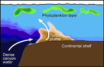  This simplified drawing shows the southern edge of Monterey Canyon where Ryan performed a two-dimensional AUV survey during the MUSE experiment. Cold, dense water can be seen emerging from the canyon, while a turbid plume extends from the sea bottom toward a layer of phytoplankton just below the sea surface. Image: (c) 2005 MBARI