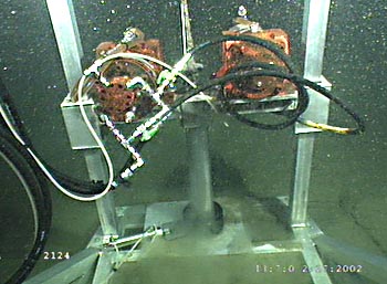 This photo taken by ROV Ventana's video camera shows the vibracoring system in action. The core tube has been pushed into the sediment until only the upper 30 cm (12 inches) is exposed. The orange motors on either side of the tube are powered by the ROV's hydraulic system and create vibrations that help sink the core tube into the sediment. Photo: (c) 2002 MBARI