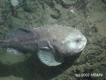 blobfish in natural habitat｜TikTok Search