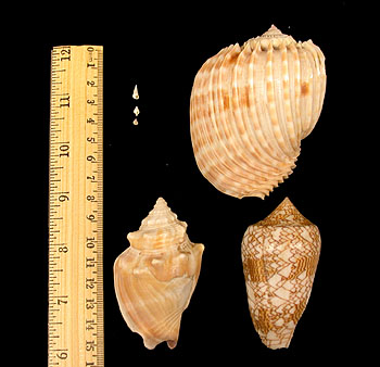  This photograph shows three medium-sized shallow-water snails, along with three tiny deep-sea snails (at upper left). Image: (c) 2006 Craig McClain