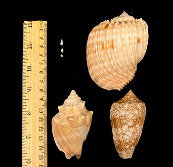 This photograph shows three medium-sized shallow-water snails, along with three tiny deep-sea snails (at upper left). Image: (c) 2006 Craig McClain