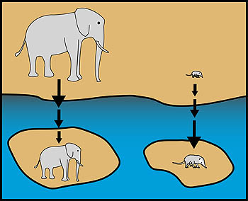 This drawing illustrates how large animals, such as elephants, may become smaller after being isolated on islands, whereas relatively small animals, such as shrews, sometimes evolve into larger species. Image: (c) 2006 MBARI