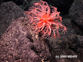 Image credit: (c) 2004 MBARI