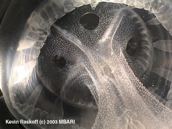 This laboratory photo shows the bumps that give Stellamedusa ventana its common name, 