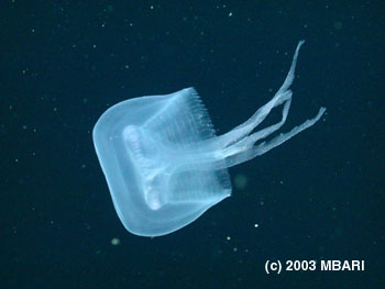 Image credit: © 2003 MBARI 