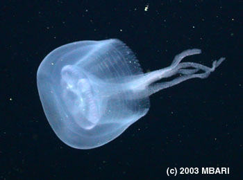 Stellamedusa ventana photographed during the MBARI 2003 expedition to the Gulf of California. Image credit: (c) 2003 MBARI