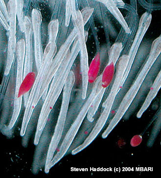 This photograph shows the newly discovered siphonophore's tentilla—tiny filaments that branch off the main tentacles. Each tentilla contains thousands of stinging cells. The red lures are on separate stalks, which move up and down, causing the lures to wiggle like swimming copepods (a typical food of small midwater fishes). Image: Steven Haddock (c) 2004 MBARI