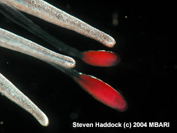 This close up view shows several of the red, glowing lures and tentilla on the newly discovered siphonophore. The inset at upper right shows a side view of a lure, which closely resembles a swimming copepod. Image: Steven Haddock (c) 2004 MBARI