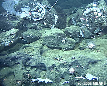 Image credit: (c) 2003 MBARI