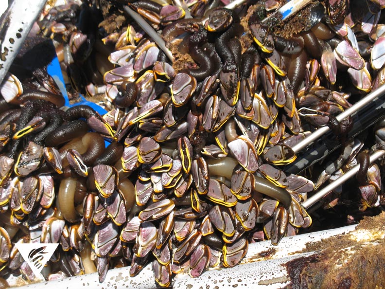 M1 Mooring Turnaround Mbari