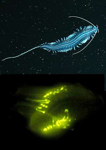 Slid Teenager badning New study shows that three quarters of deep-sea animals make their own light  • MBARI