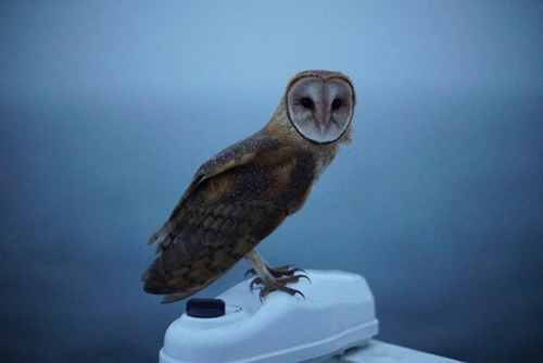 Barn owl on R/V Western Flyer.