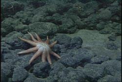 sea star on rocks