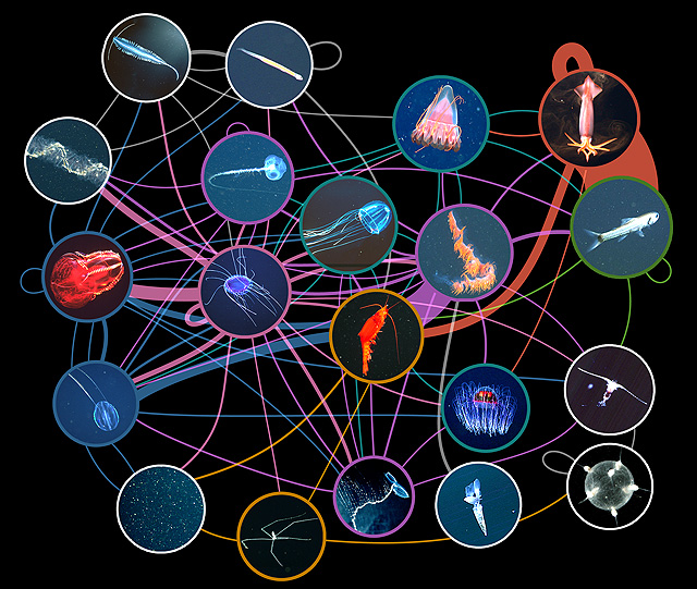 abyssal zone food web