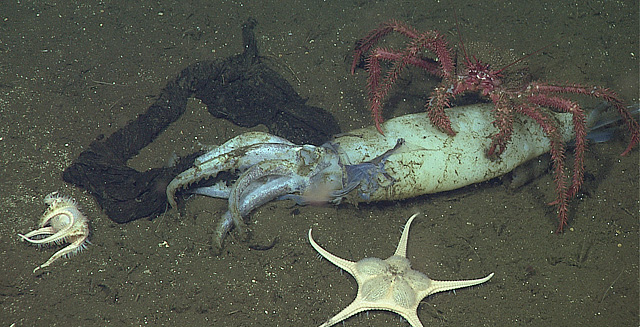 A squid graveyard and a deep-sea buffet | MBARI