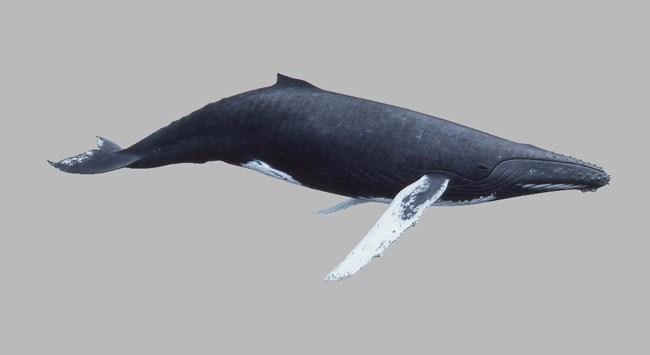 www.mbari.org
