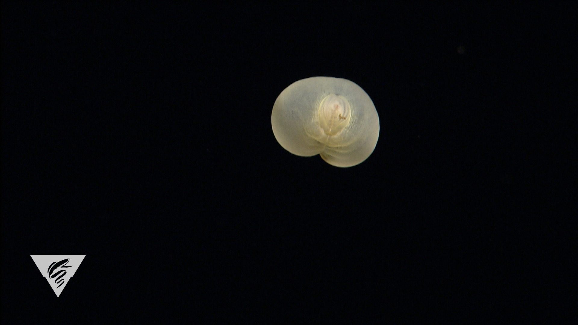 Chaetopterus pugaporcinus
