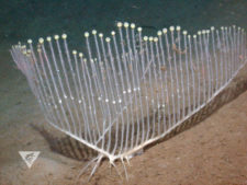 Chondrocladia lyra