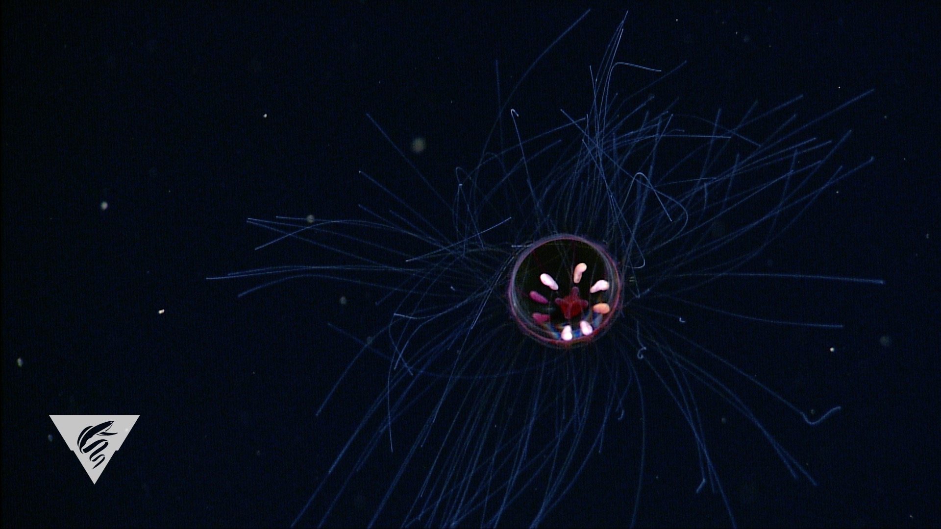 Crossota millsae