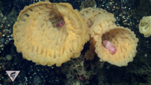 Careproctus kamikawai