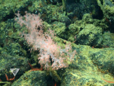 Gersemia juliepackardae