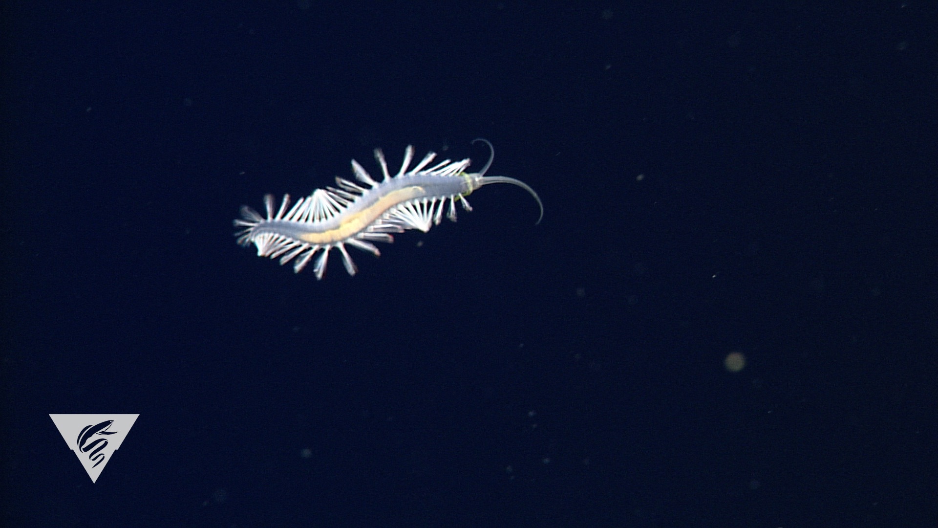Swima fulgida