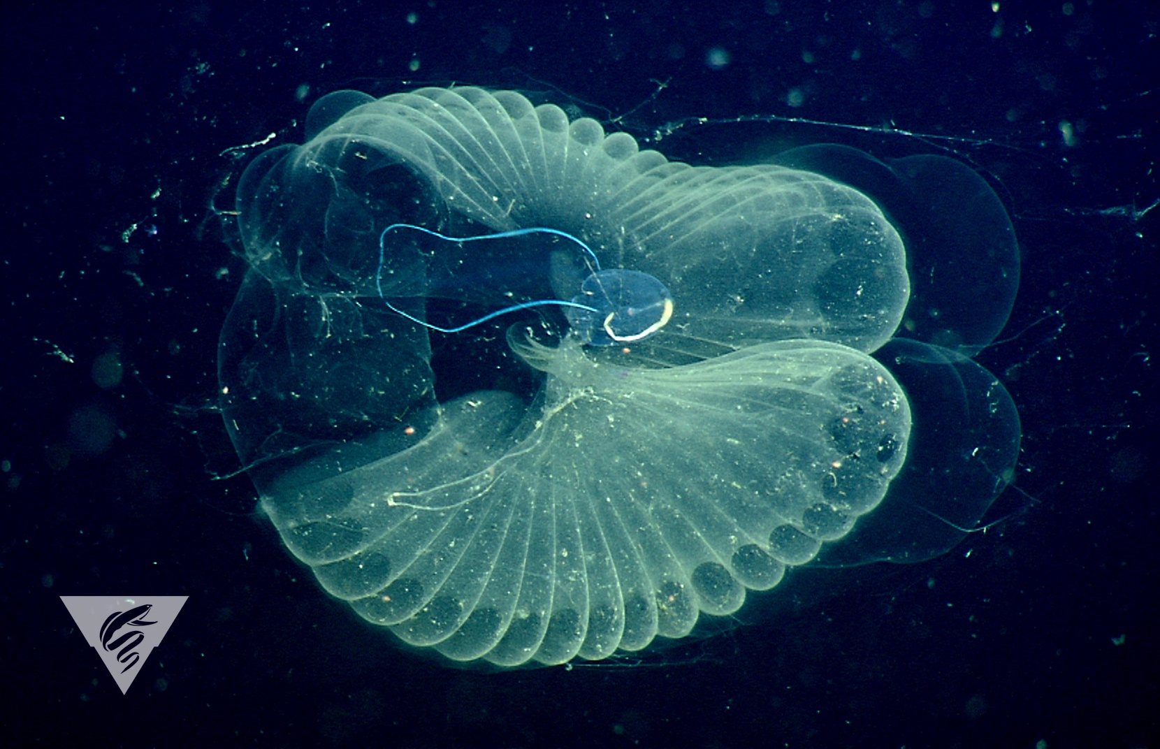 Bathochordaeus
