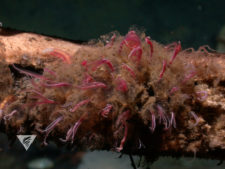 Osedax frankpressi