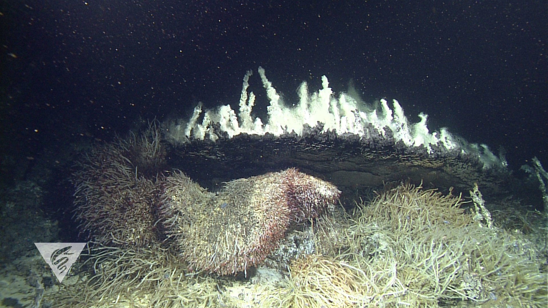 Tubeworms (Ridgeia piscesae) at Alarcon Rise