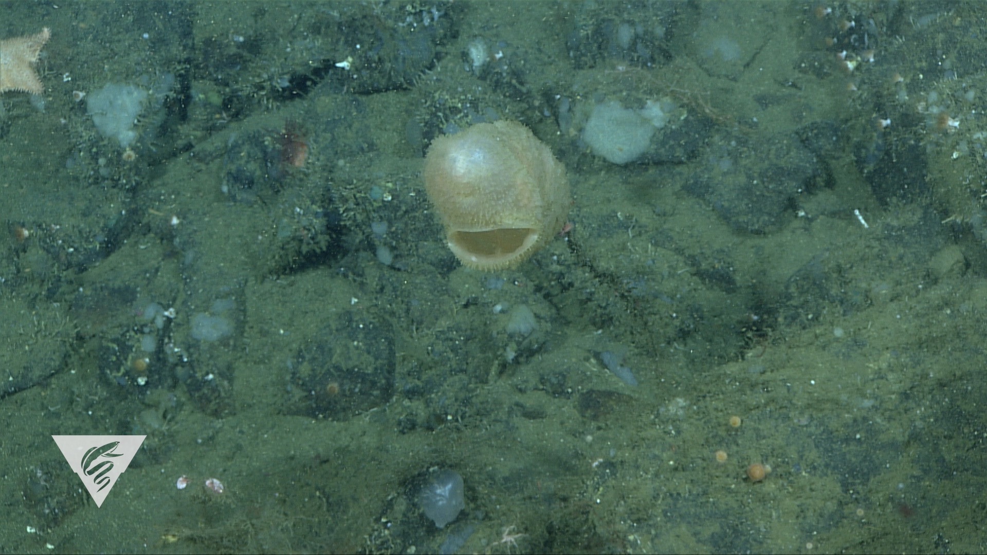 Culeolus barryi