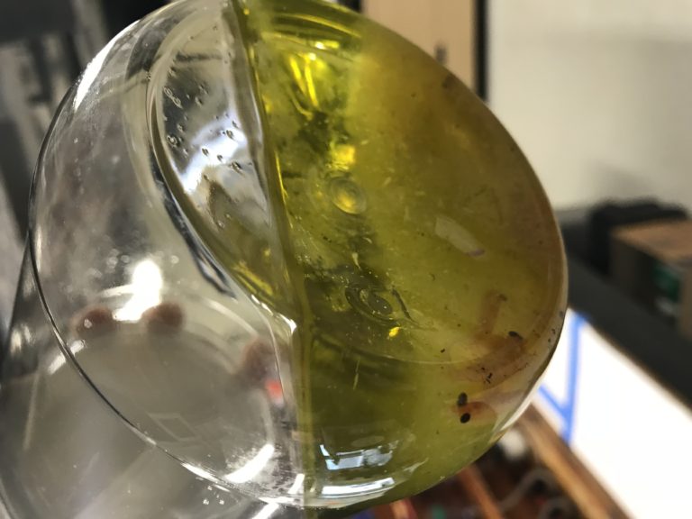 Sample collected from net tow.
