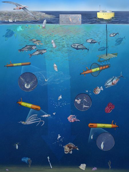 A plastic bottle entering the ocean at the surface starts to break down as it sinks and pieces of the bottle are eaten by different animals as the plastic sinks toward the seafloor.