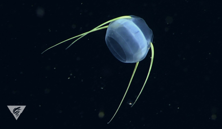 Aegina citrea